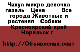 Чихуа микро девочка газель › Цена ­ 65 - Все города Животные и растения » Собаки   . Красноярский край,Норильск г.